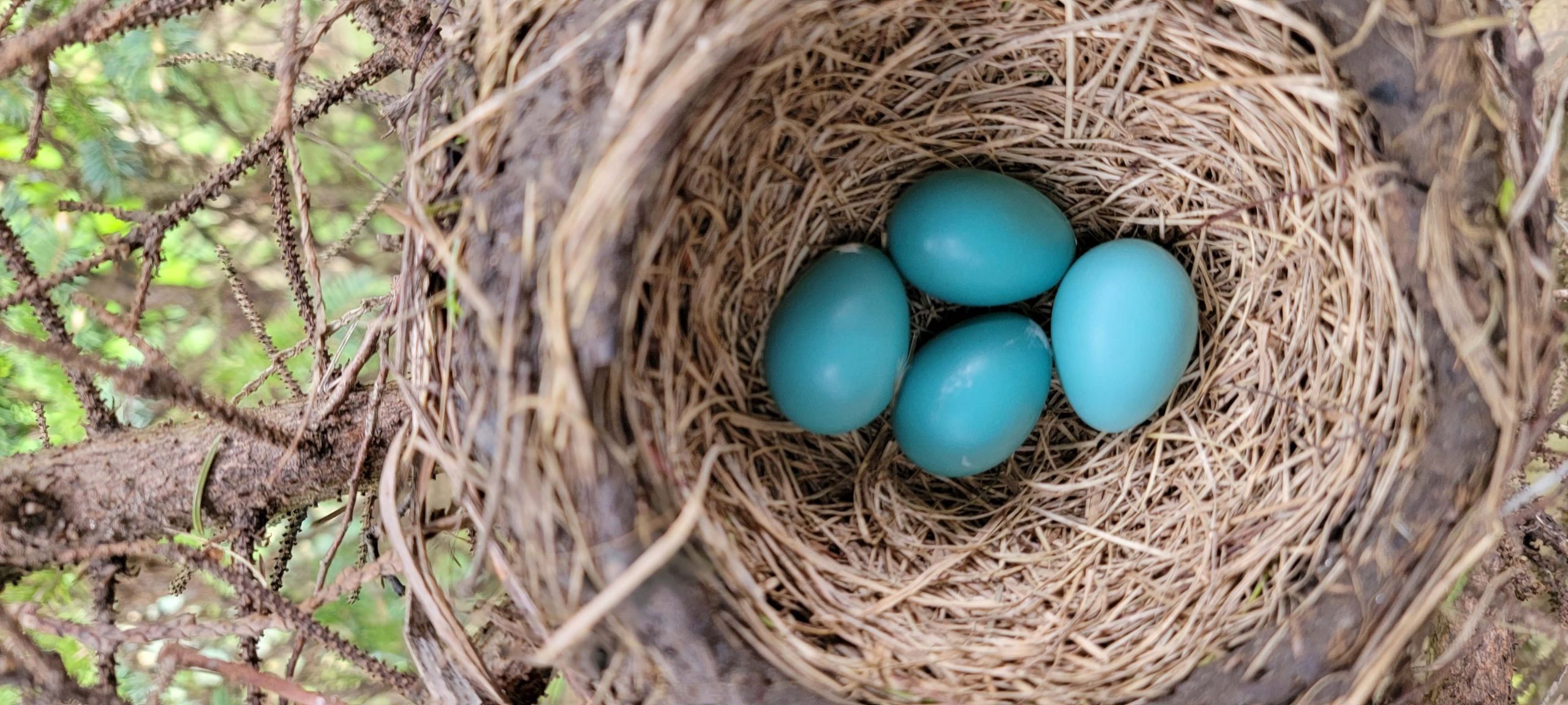 nids, oeufs, ressourcement, méditation, Val d'Akor, paroisse Sainte-Famille de Valcourt