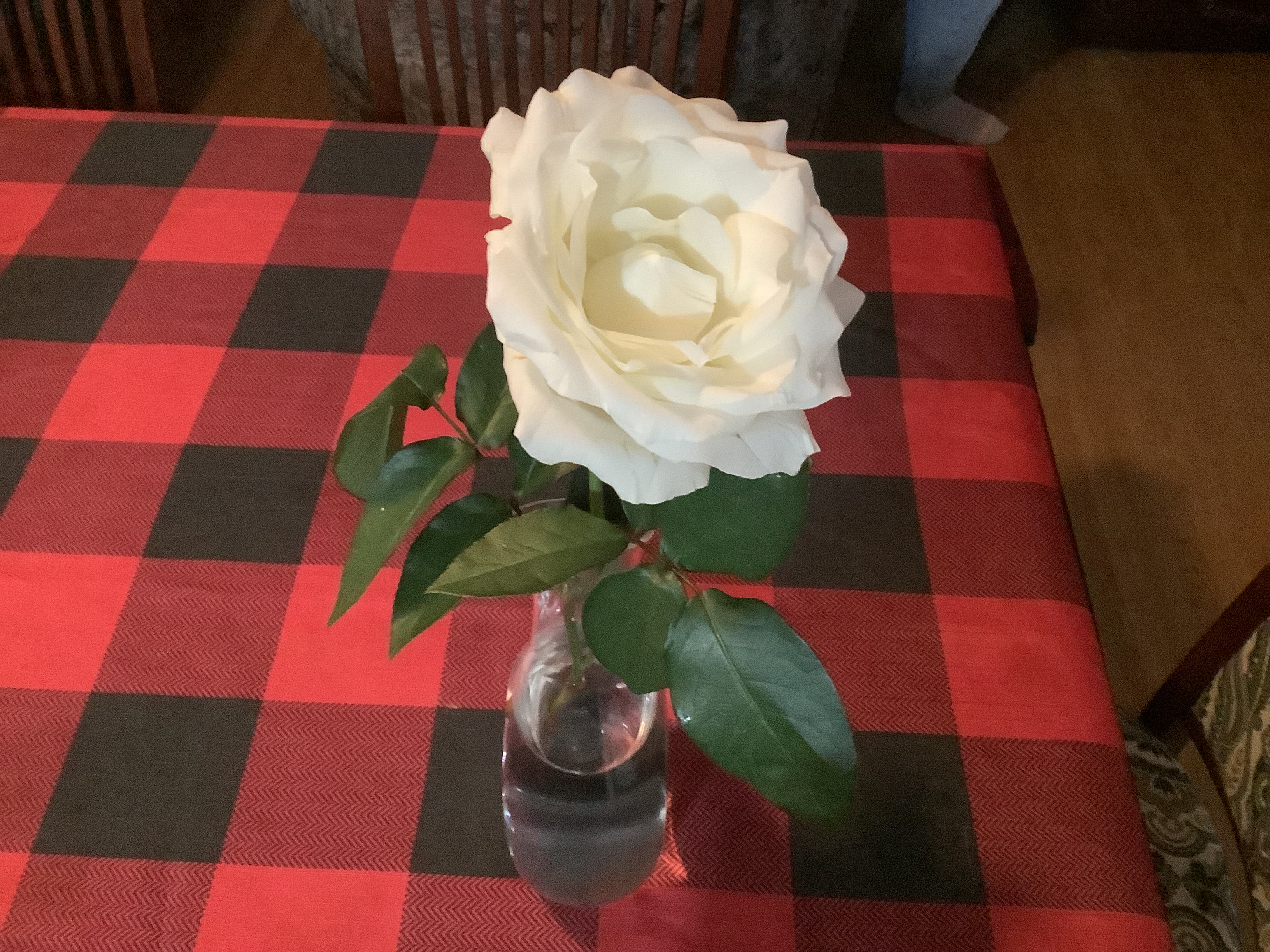 fleur du jeudi saint, église de Sainte-Anne-de-la-Rochelle, paroisse Sainte-Famille de Valcourt